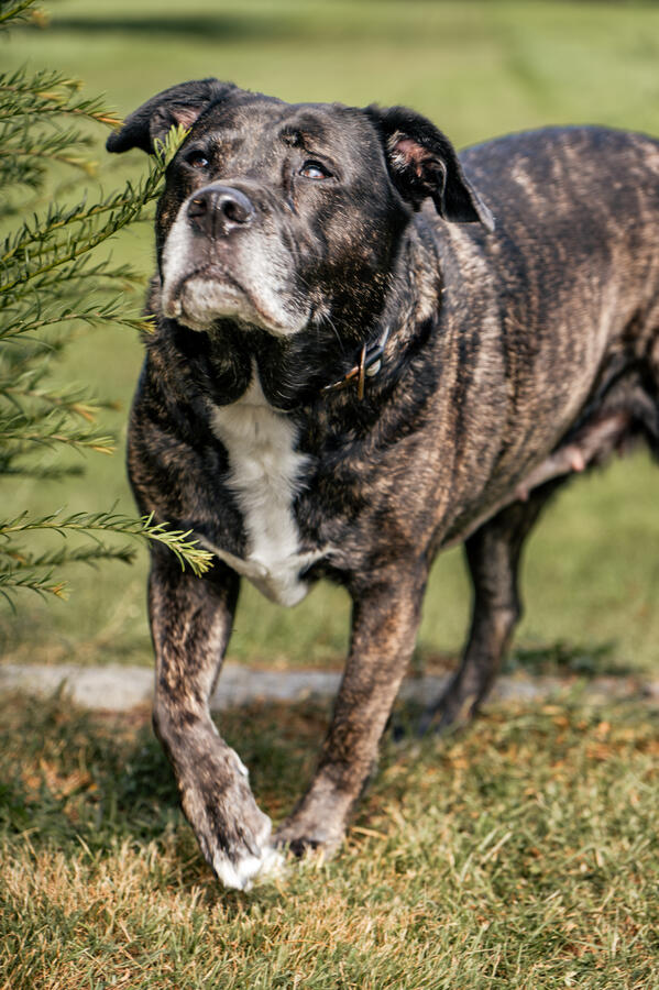 Porträt eines großen, braun-gestromten Hundes im Garten, fotografiert von Moment(T)raum Fotografie