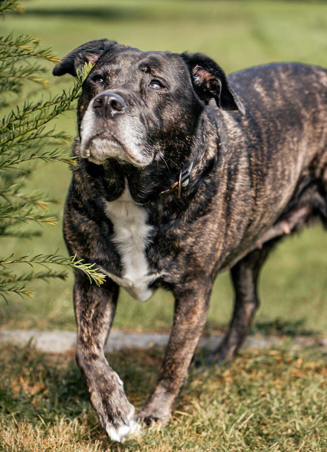 Porträt eines großen, braun-gestromten Hundes im Garten, fotografiert von Moment(T)raum Fotografie