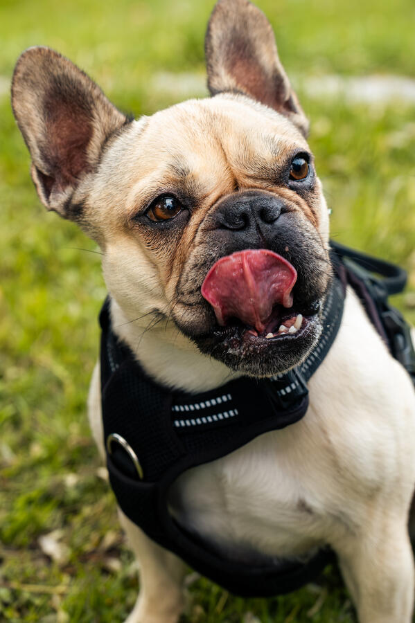 Porträt einer französischen Bulldogge im Park, fotografiert von Moment(T)raum Fotografie.