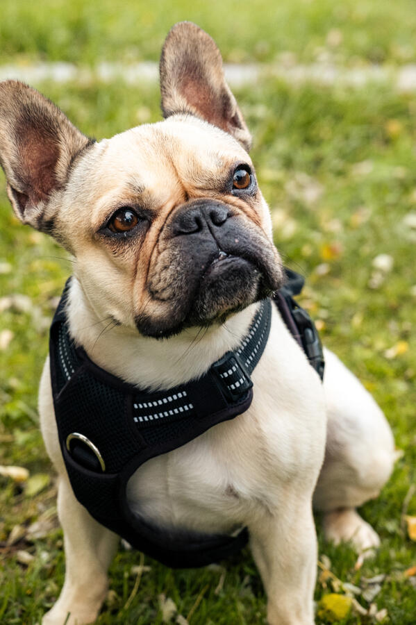 Porträt einer französischen Bulldogge im Park, fotografiert von Moment(T)raum Fotografie.