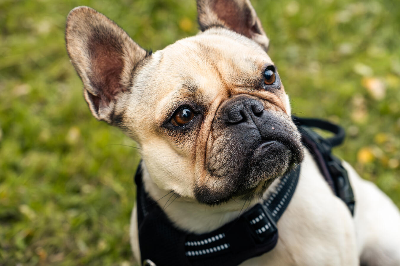 Porträt einer französischen Bulldogge auf einer Wiese, fotografiert von Moment(T)raum Fotografie.