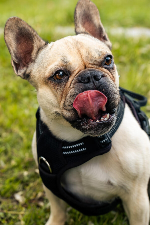 Porträt einer französischen Bulldogge im Park, fotografiert von Moment(T)raum Fotografie.