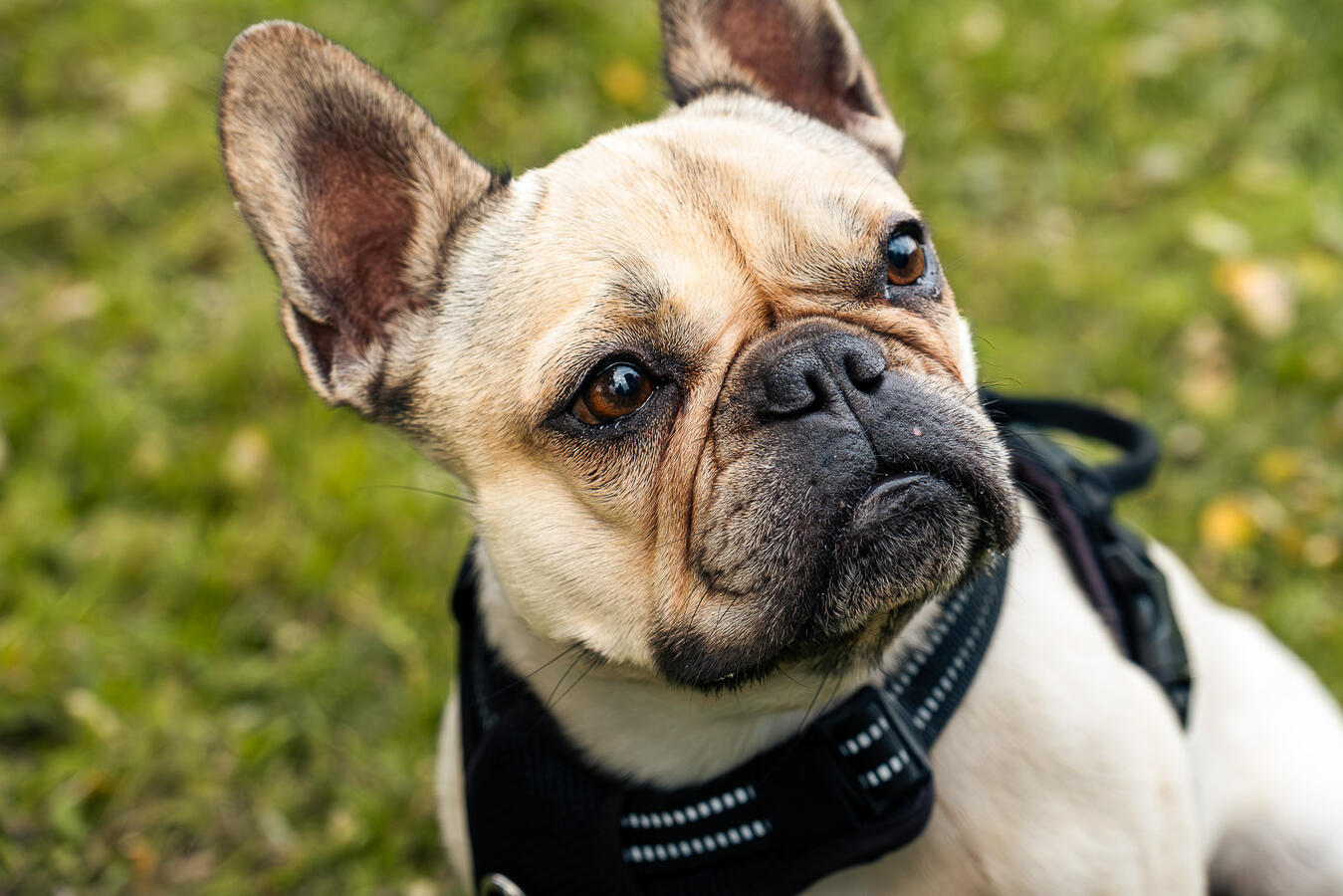 Porträt einer französischen Bulldogge im Park, fotografiert von Moment(T)raum Fotografie.
