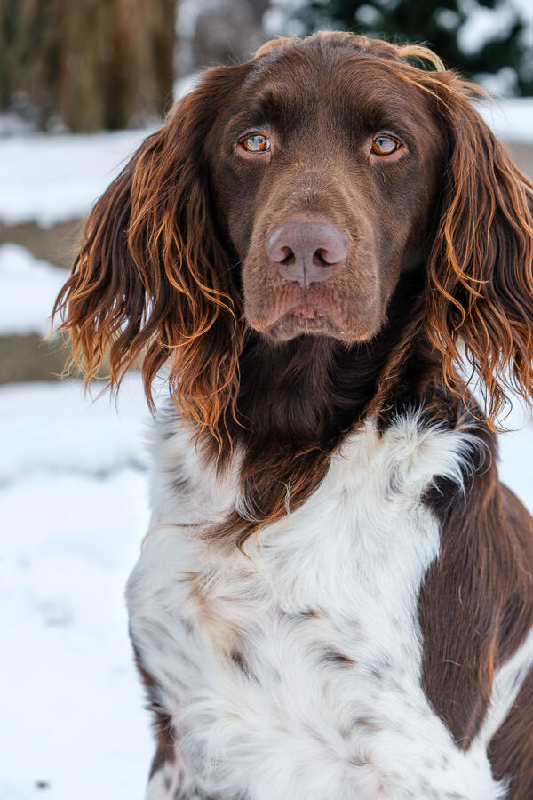 Brauner Hund im Schnee mit weichem Hintergrund fotografiert
